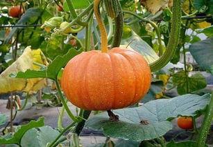 老兰瓜怎么吃  第1张